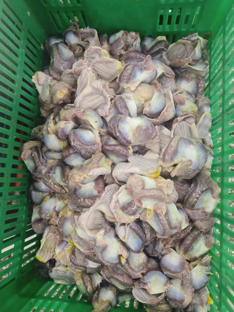 鸡胗大肉食鸡胗母鸡公鸡各种品种齐全质量产量稳定手续齐全国