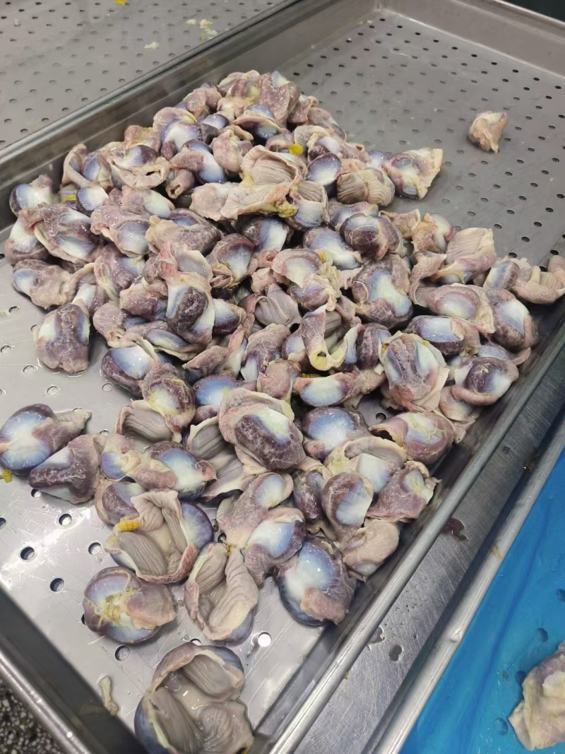 鸡胗大肉食鸡胗母鸡公鸡各种品种齐全质量产量稳定手续齐全国