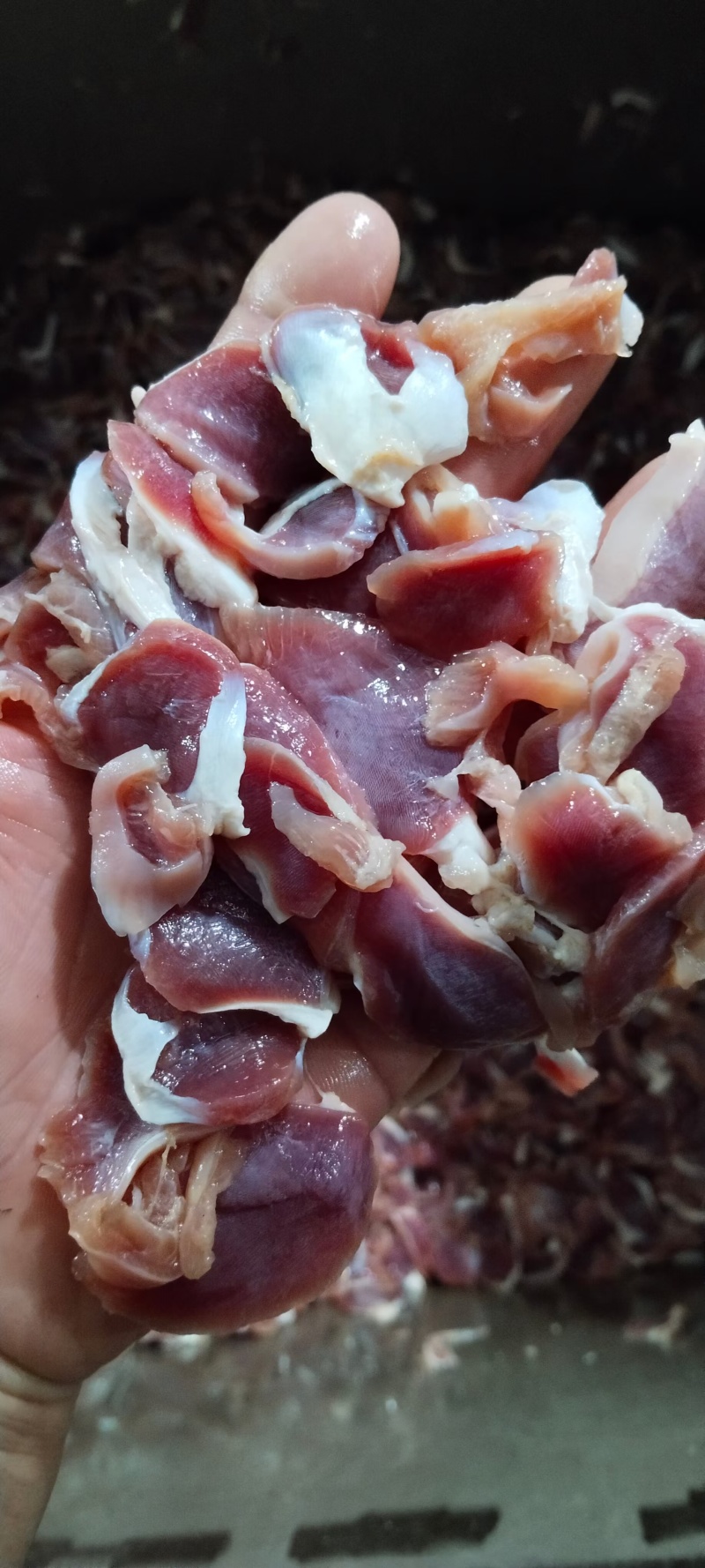 鸡胗大肉食鸡胗母鸡公鸡各种品种齐全质量产量稳定手续齐全国