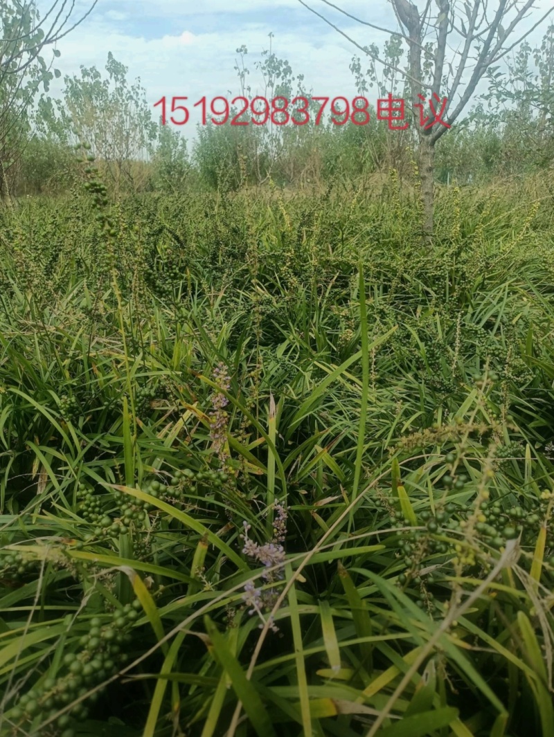 兰花三七种苗