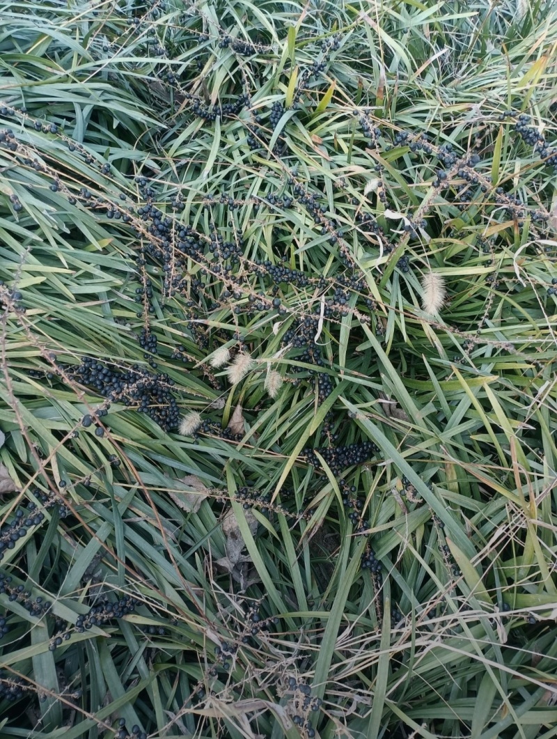 兰花三七种苗
