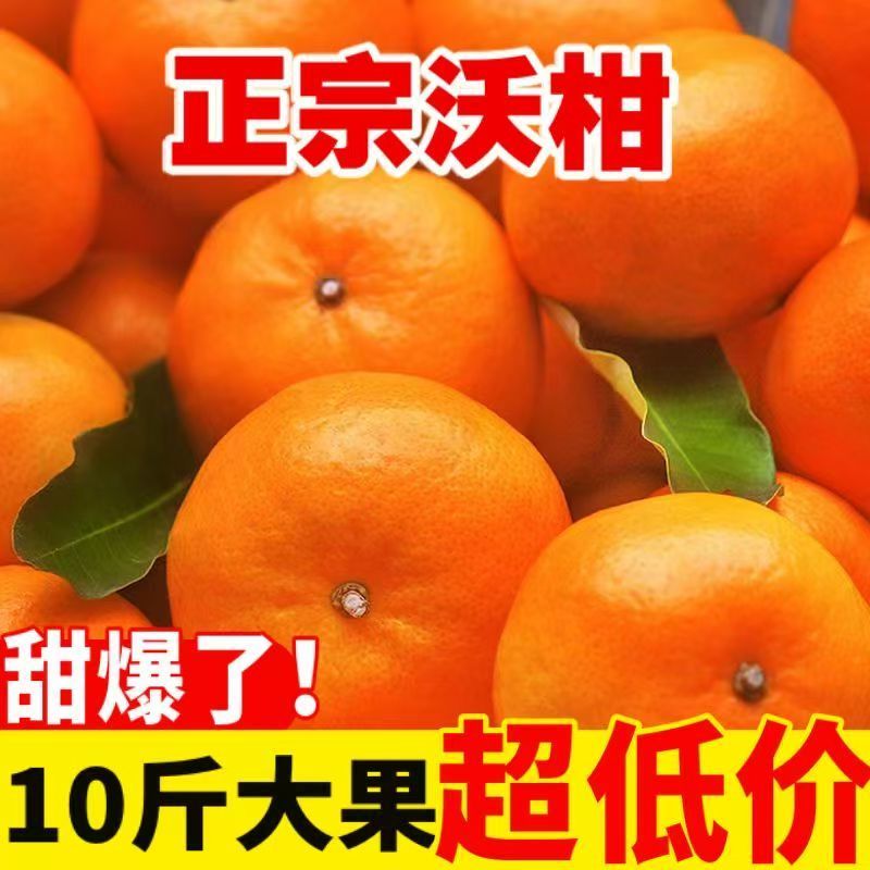 正宗高原沃柑爆甜桔子沃柑当季水果皮薄多汁整箱各大电商一件代发