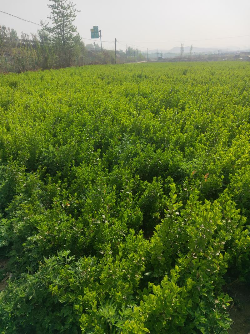 胶东卫矛
