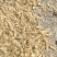 薤白