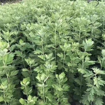 长丰新鲜艾草