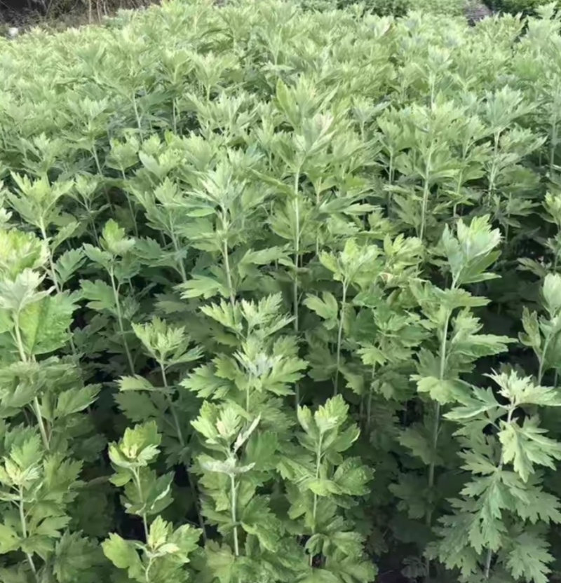 长丰新鲜艾草