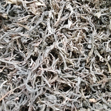 云南普洱茶2019年