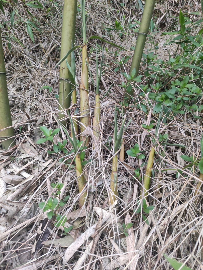 大量苦笋上市欢迎老板们采购合作