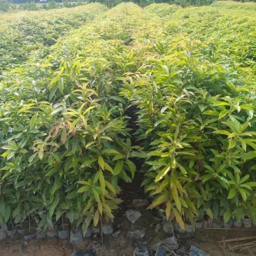 荷木