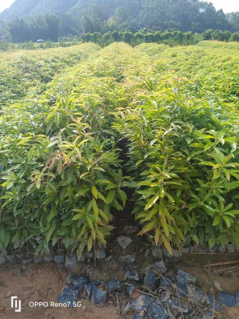 荷木