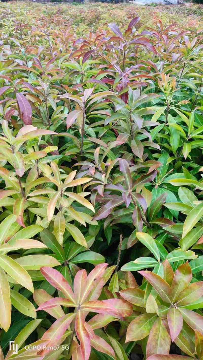 荷木
