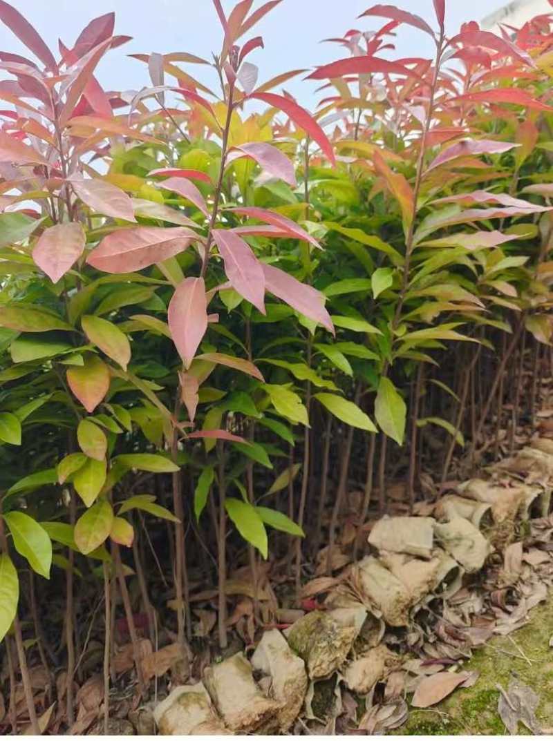 荷木