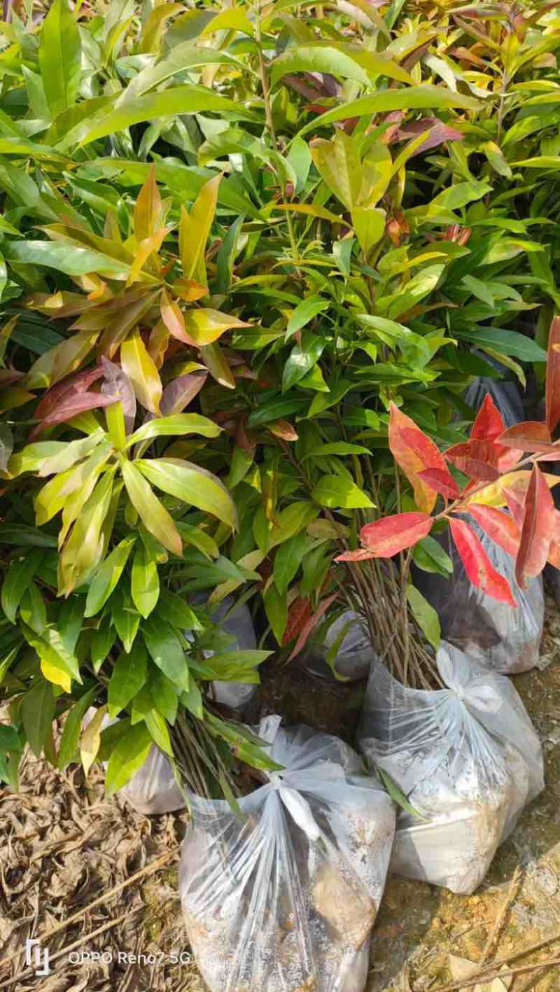 木荷