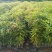 木荷