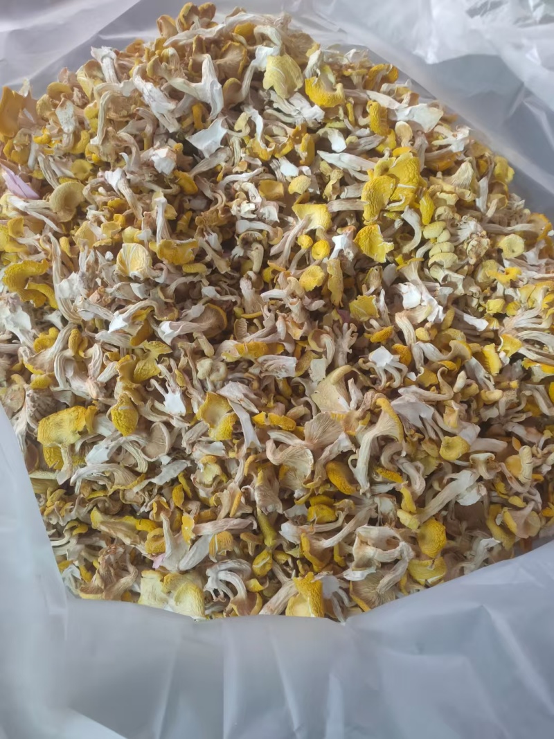 黄金菇，鸡油菌