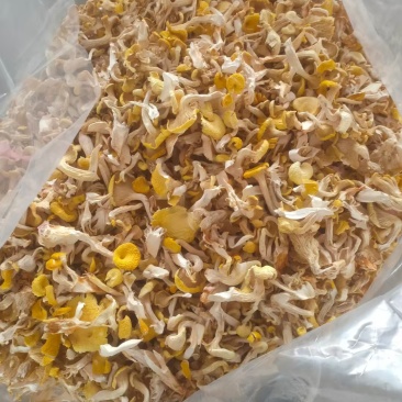 黄金菇，鸡油菌