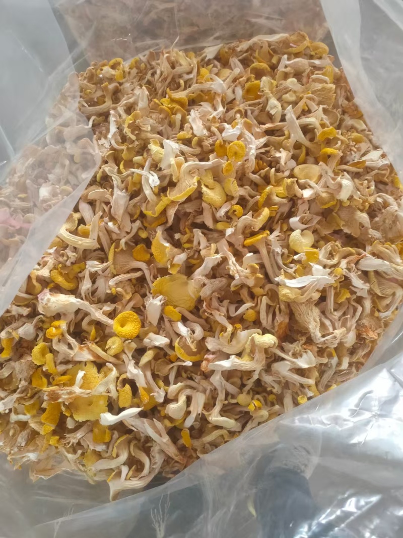 黄金菇，鸡油菌