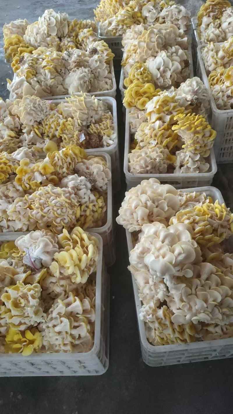 黄金菇，鸡油菌
