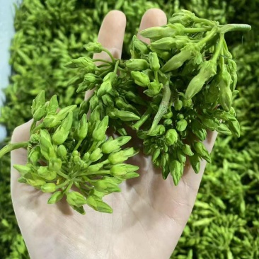 夜香花