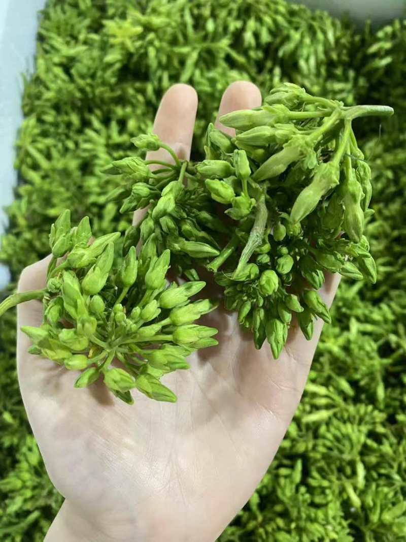 夜香花