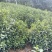 祁门红茶黄山毛峰