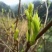 恩施富硒茶