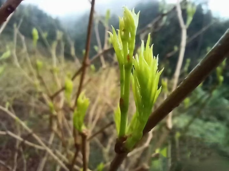 恩施富硒茶