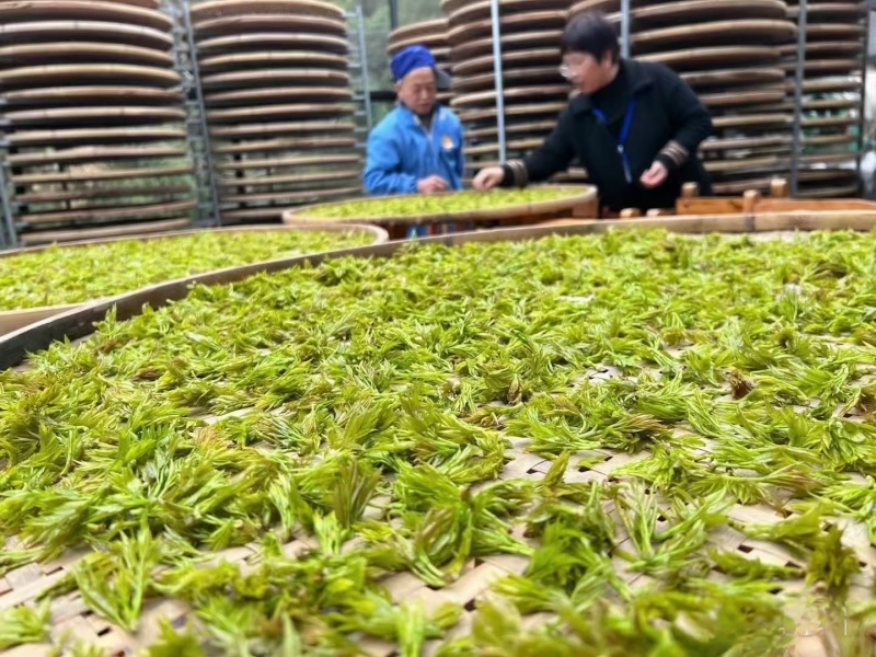 恩施富硒茶