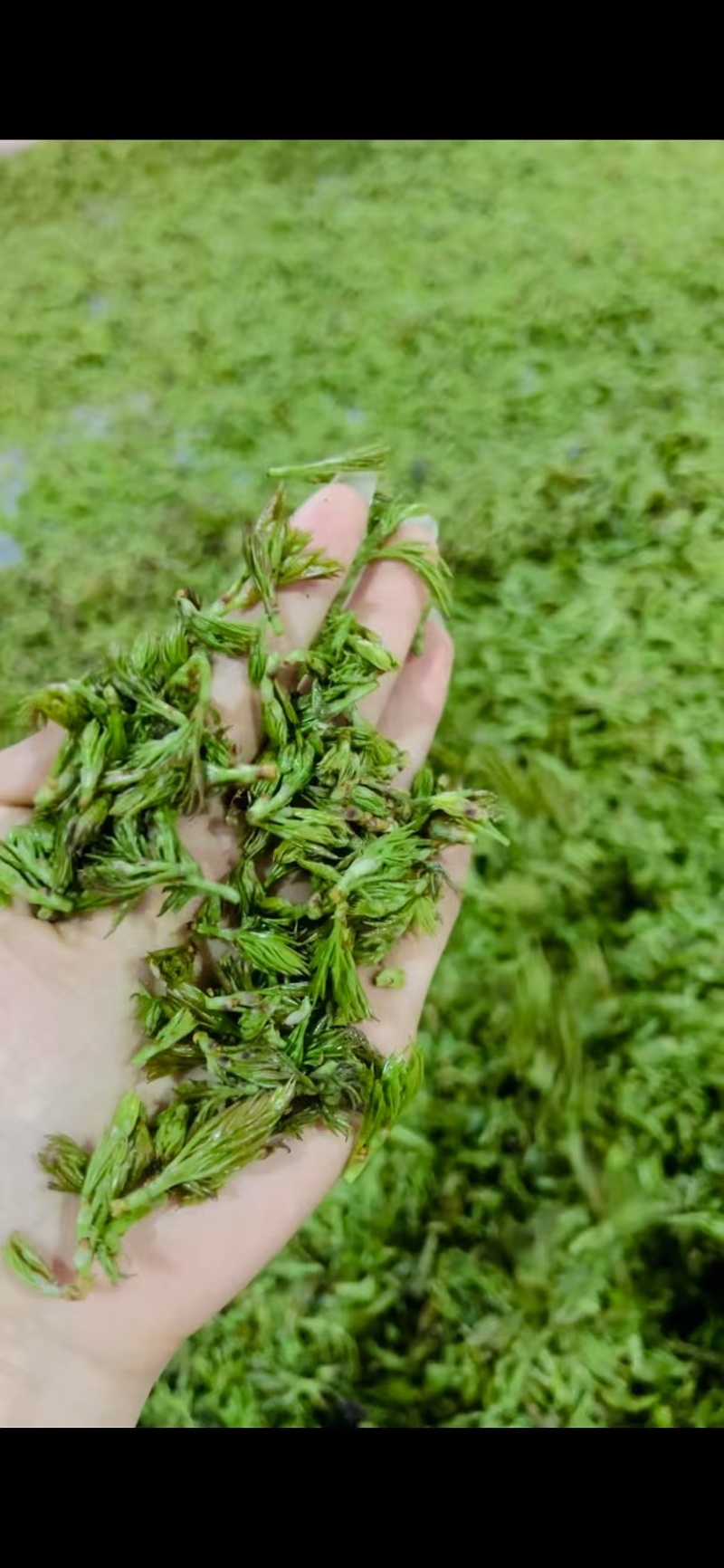 恩施富硒茶
