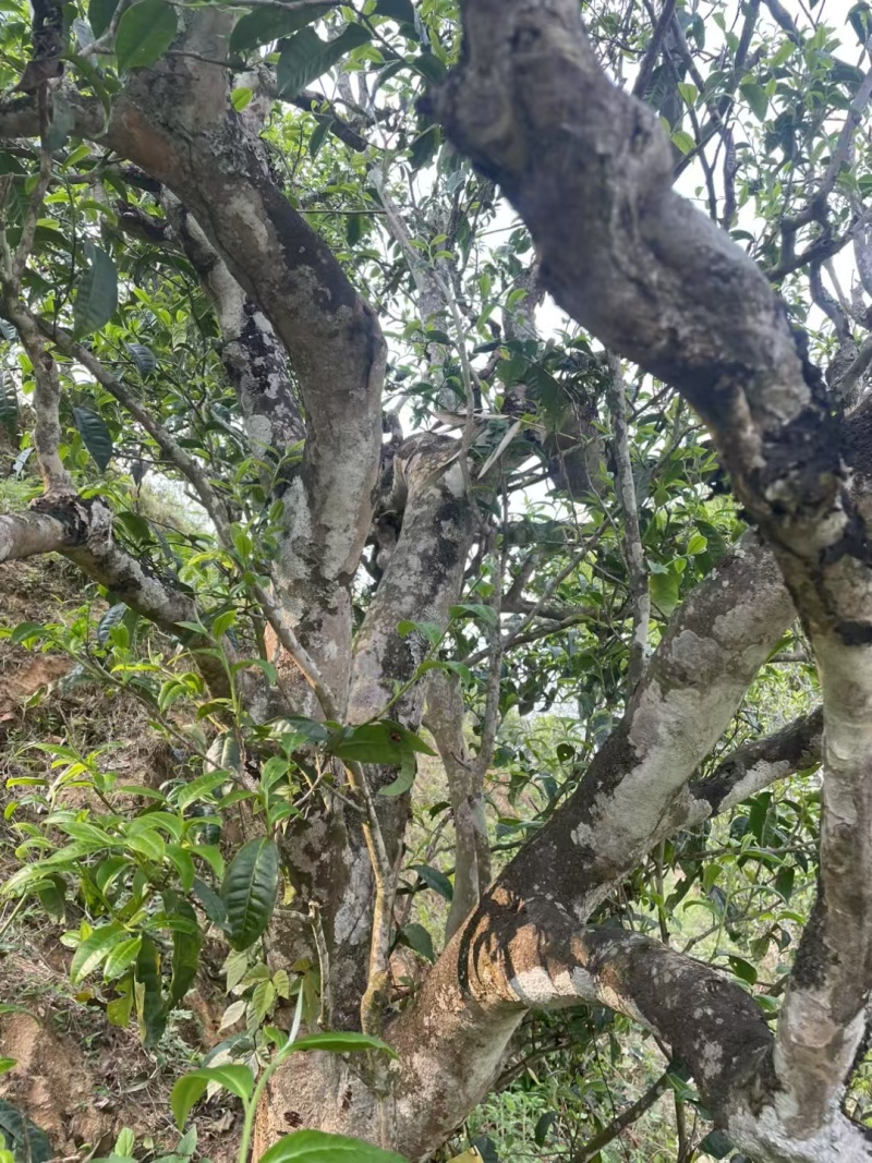 临沧普洱茶