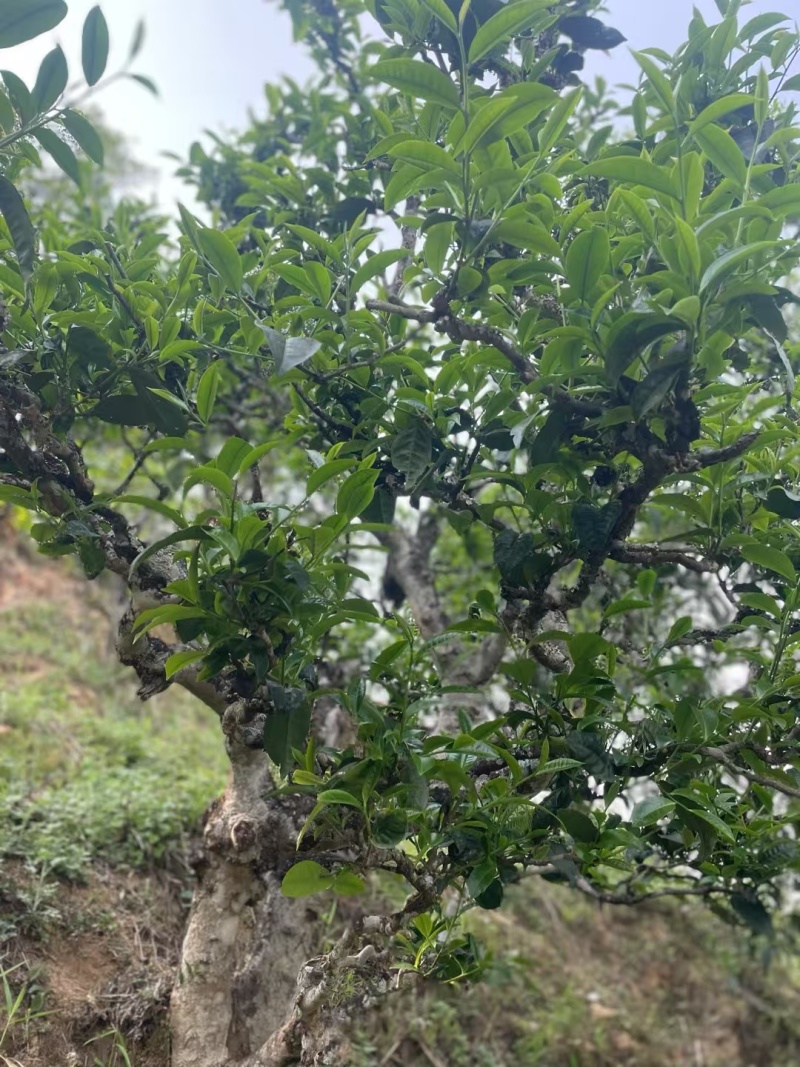 临沧普洱茶