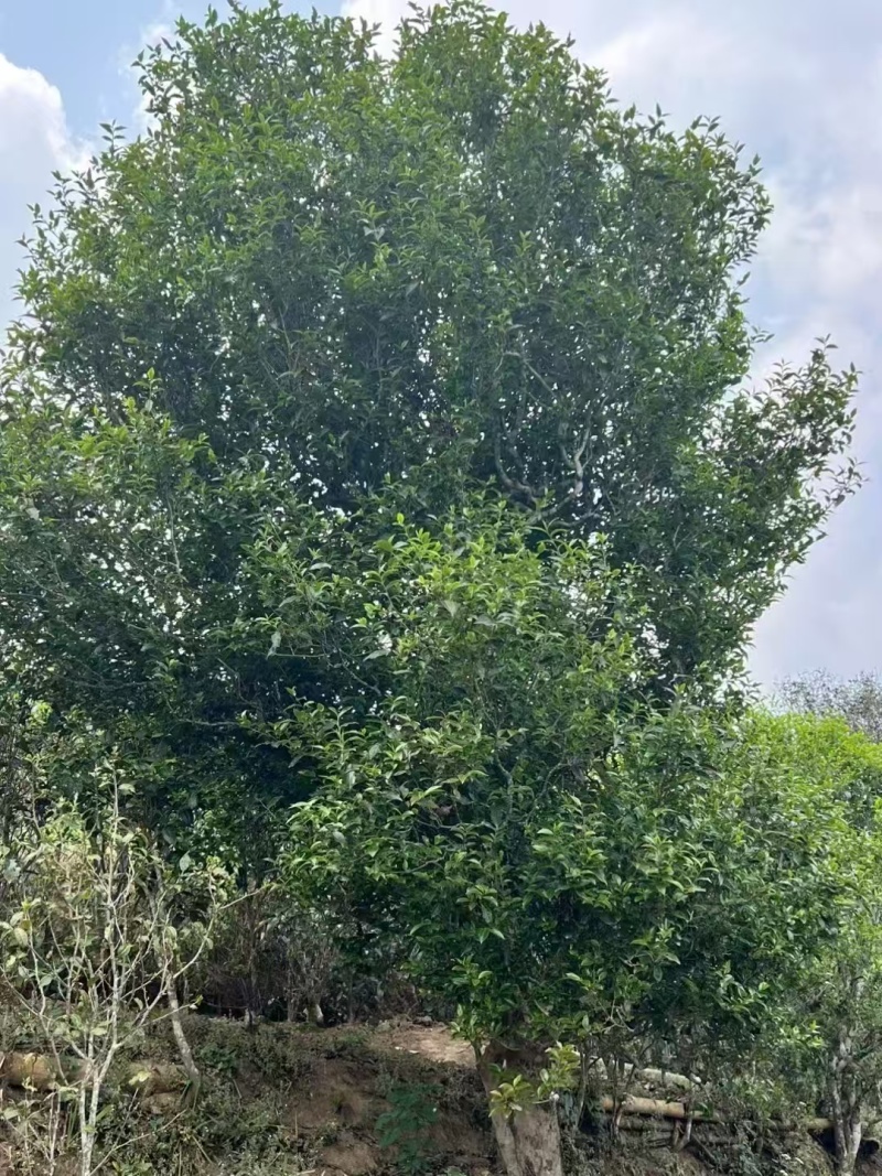 临沧普洱茶