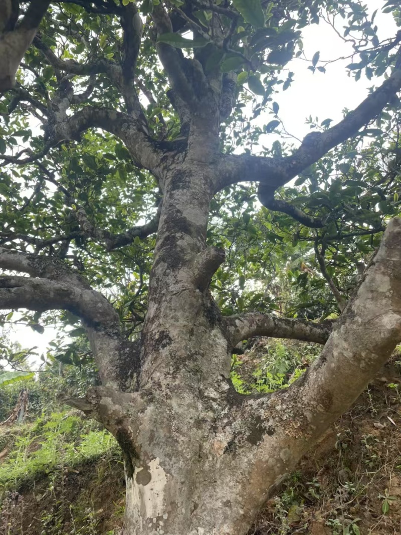 临沧普洱茶