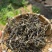 临沧普洱茶