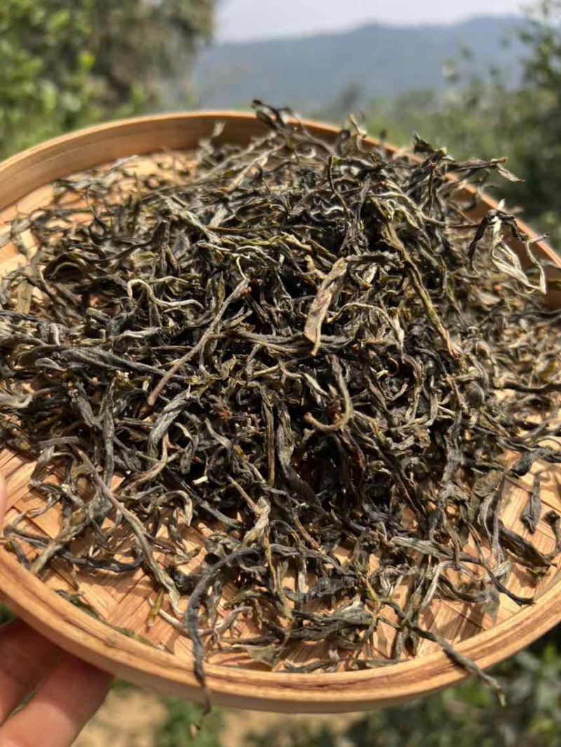 普洱茶生茶