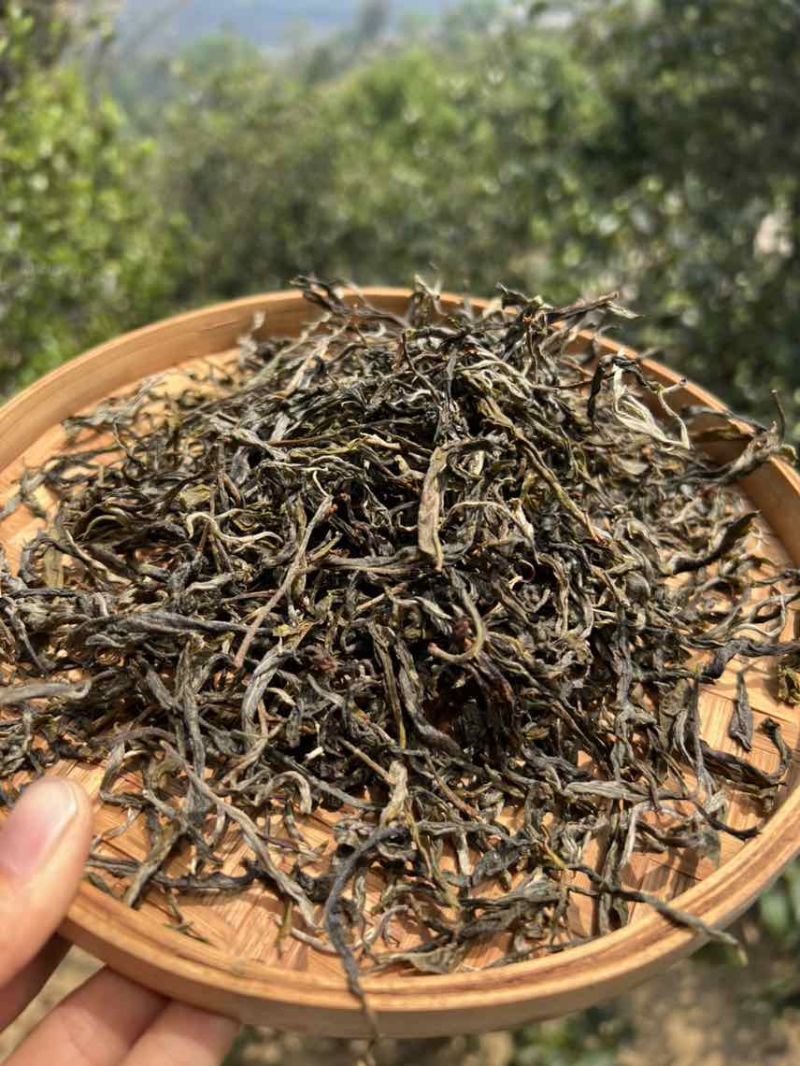普洱茶生茶