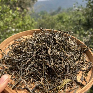 普洱茶生茶