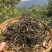 普洱茶生茶