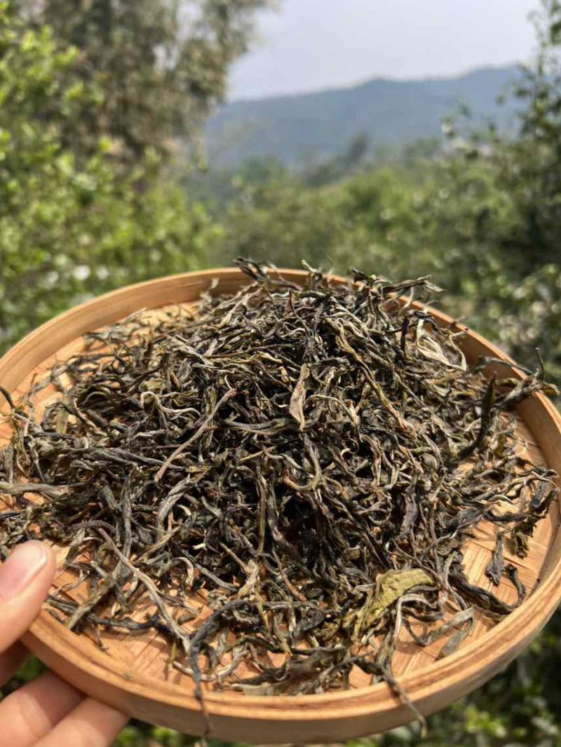 普洱茶生茶