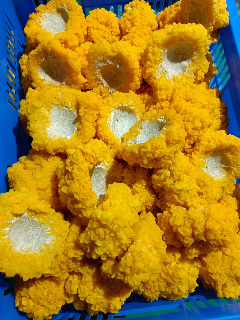 金耳菌鲜品，货源充足，有需要的欢迎联系。包邮