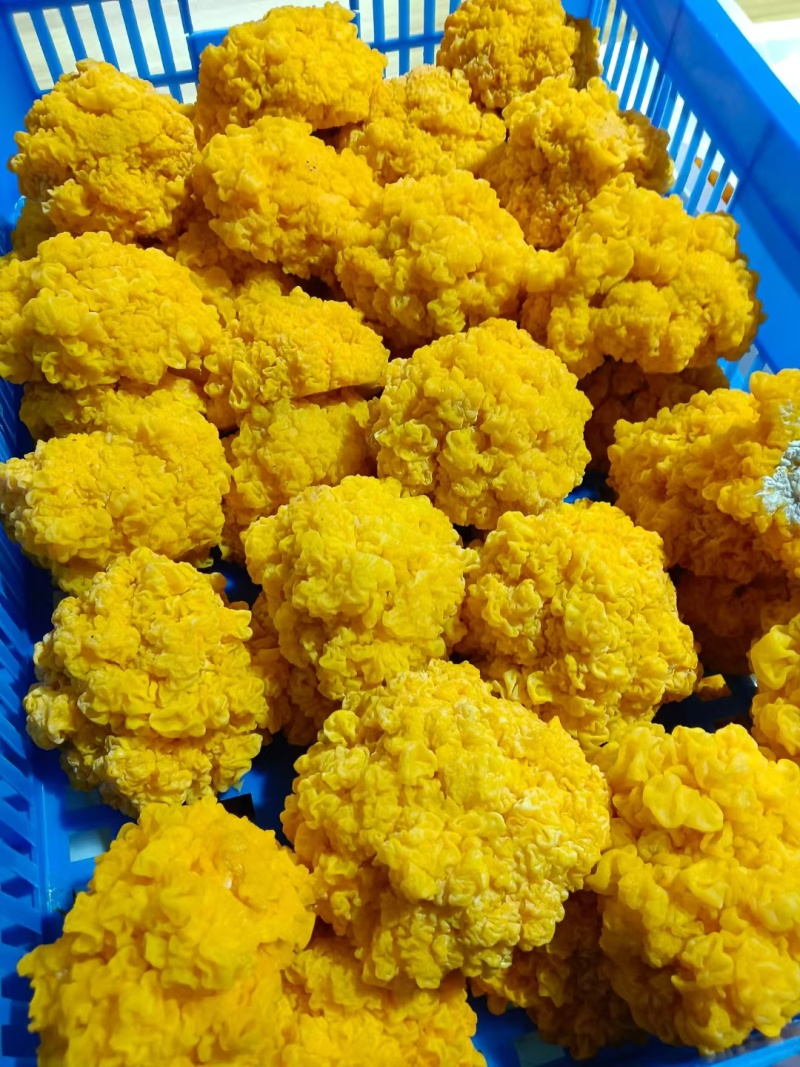 金耳菌鲜品，货源充足，有需要的欢迎联系。包邮