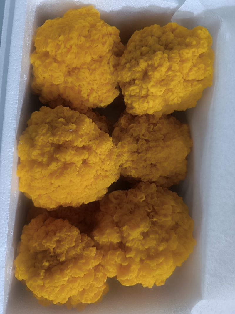 金耳菌鲜品，货源充足，有需要的欢迎联系。包邮