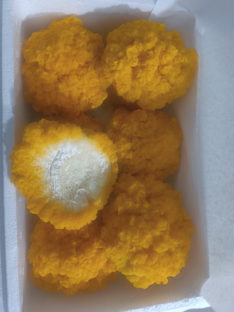金耳菌鲜品，货源充足，有需要的欢迎联系。包邮
