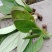 野生岩白菜