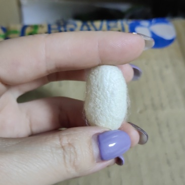 卖蚕茧