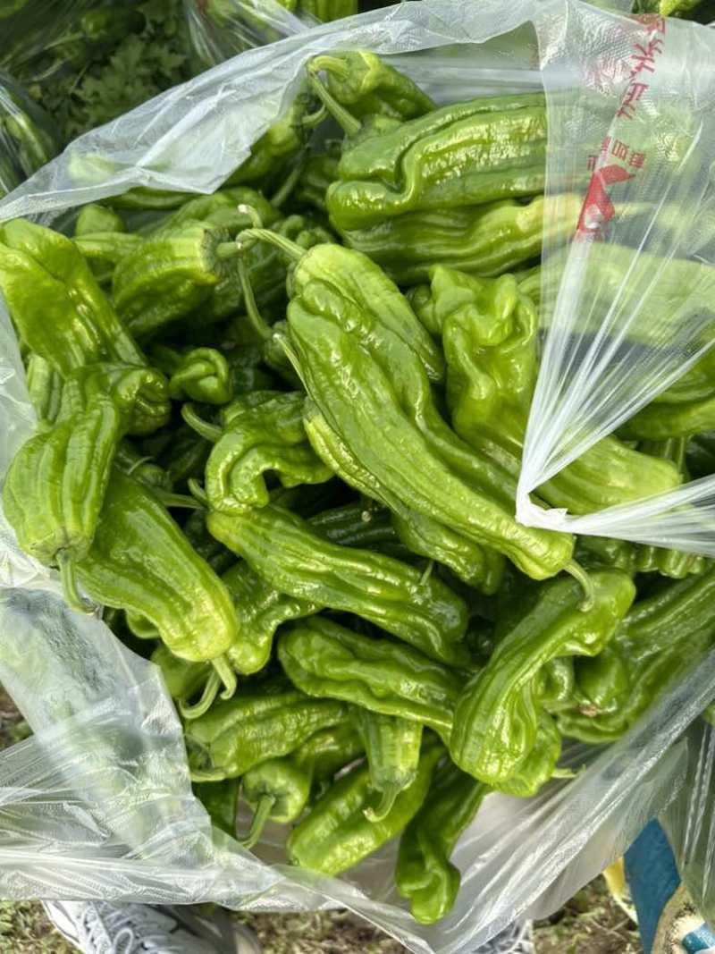 淮安薄皮椒