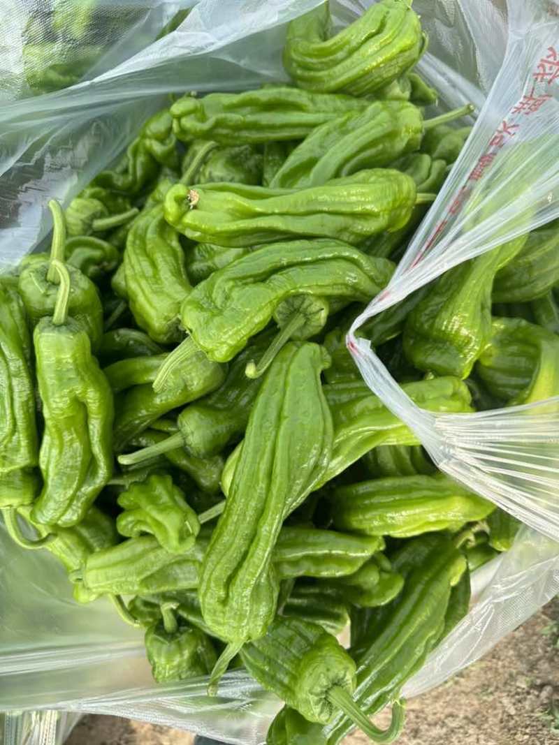 淮安薄皮椒