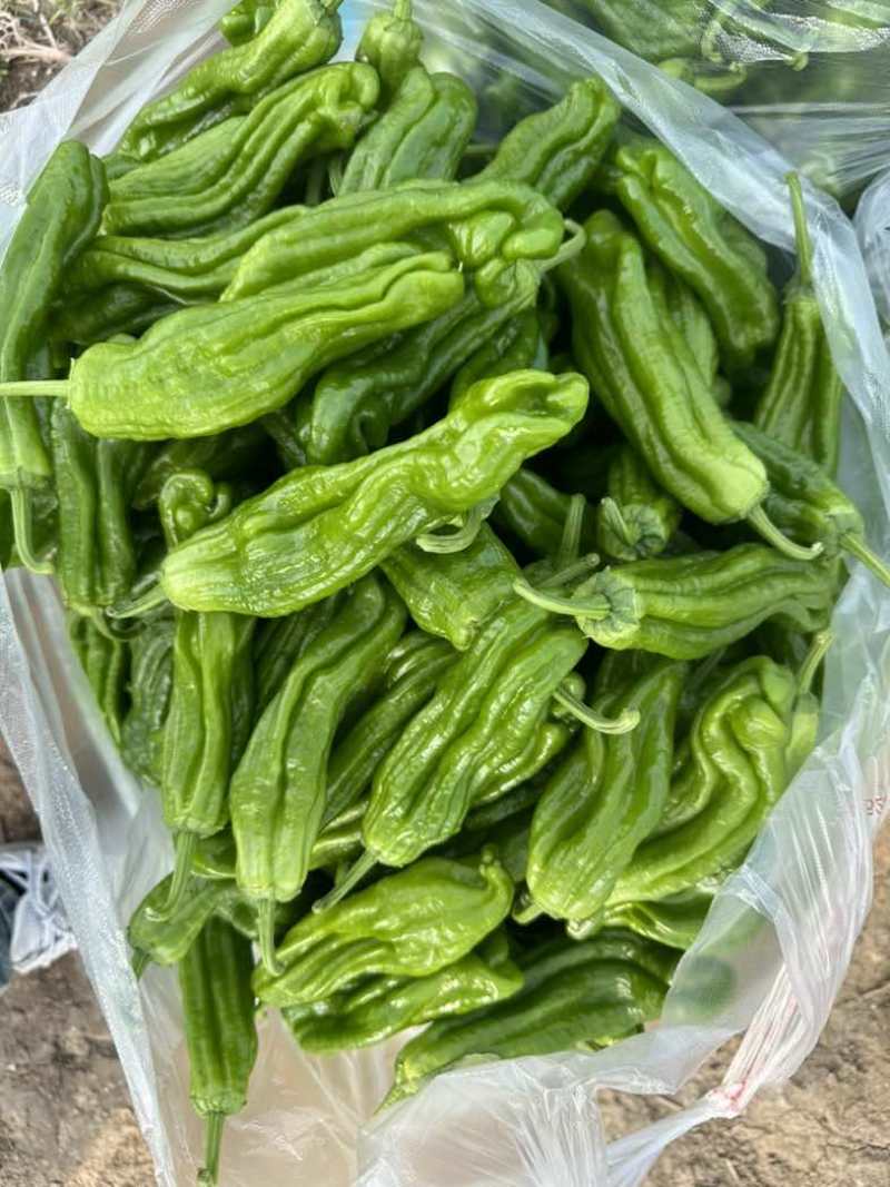 淮安薄皮椒