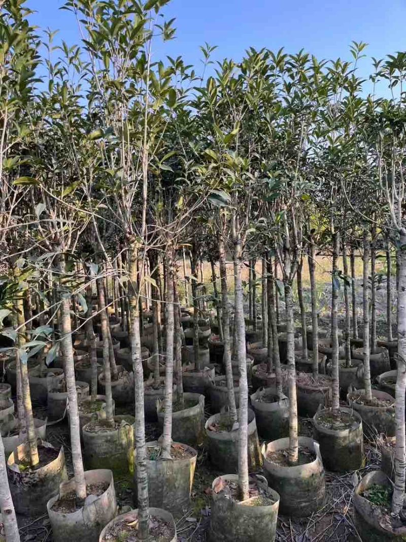 桂花树大量有货规格齐全电话联系可视频看货