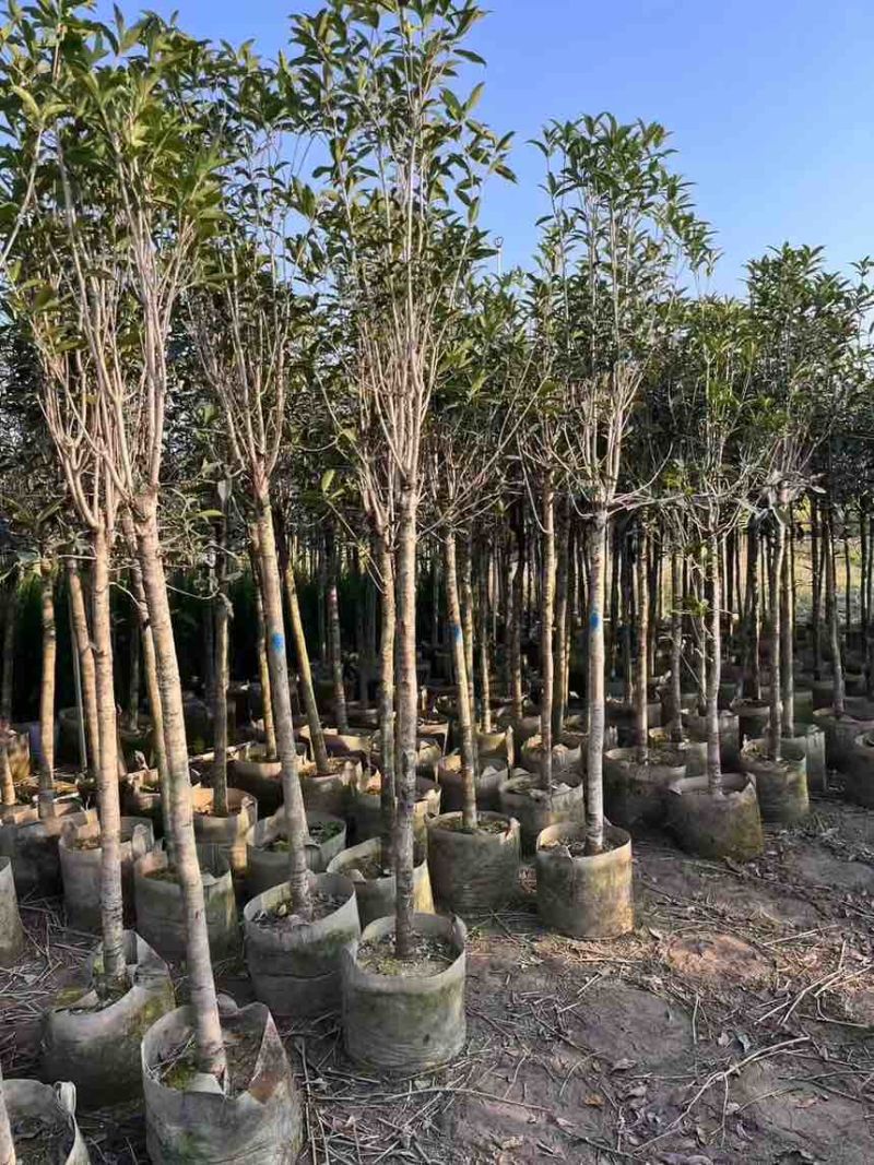 桂花树大量有货规格齐全电话联系可视频看货